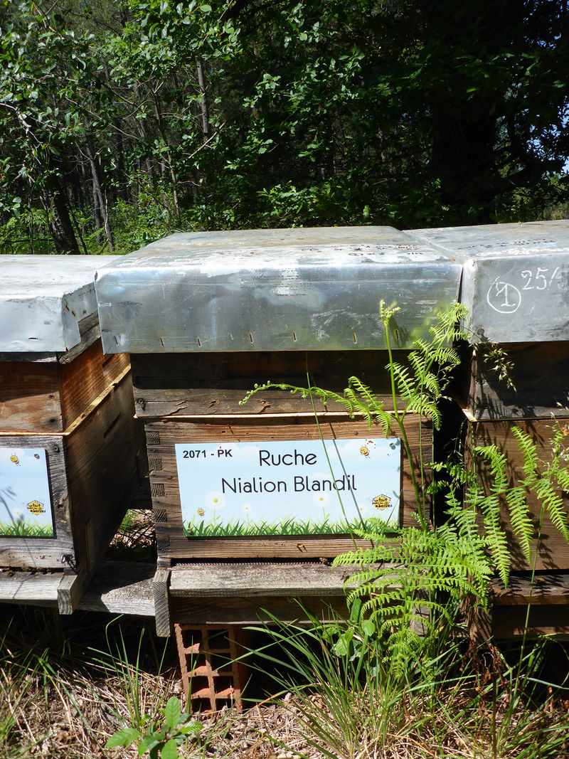 La ruche Nialion Blandil